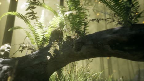horizontally-bending-tree-trunk-with-ferns-growing,-and-sunlight-shining